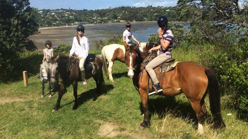 One Hour Horse Trail Ride Bush And Bridle Paths Waiheke